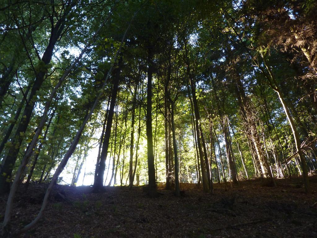 Hof Guttels Waldgasthof Ferienpension Rotenburg an der Fulda Exteriör bild